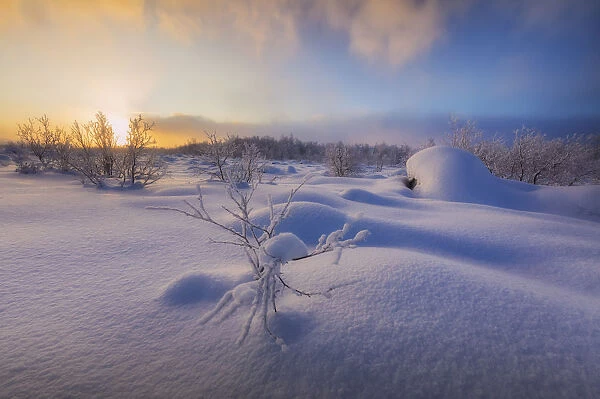 Sunset on the forest covered with snow, Muonio, Lapland, Finland, Europe