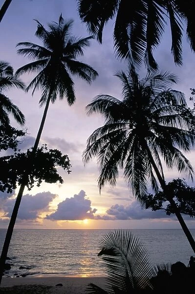 Sunset framed by palms