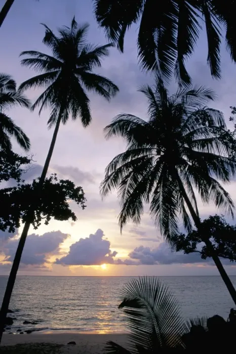 Framed Print : Sunset framed by palms Framed Print : Sunset framed by palms
