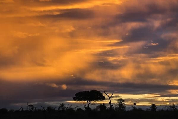 Sunset over Kruger National Park, South Africa, Africa