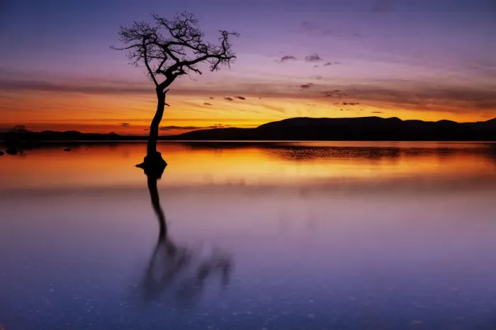 Framed Print : Sunset, lone tree in Milarrochy Bay, Loch Lomond and the Trossachs National Park, Balmaha, Stirling, Scotland, United Kingdom, Europe Framed Print : Sunset, lone tree in Milarrochy Bay, Loch Lomond and the Trossachs National Park, Balmaha, Stirling, Scotland, United Kingdom, Europe