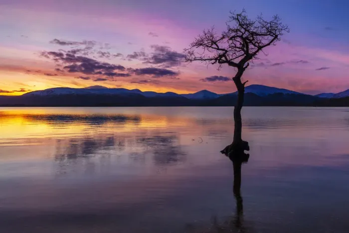 Framed Print : Sunset, lone tree in Milarrochy Bay, Loch Lomond and the Trossachs National Park, Balmaha, Stirling, Scotland, United Kingdom, Europe