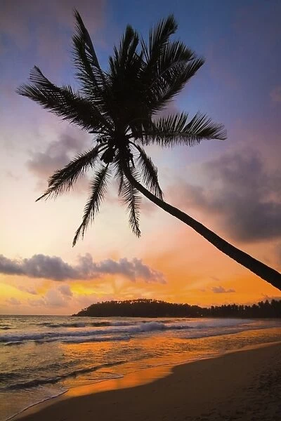 Sunset and palm tree and the western point of the south coast surf beach at Mirissa, near Matara, Southern Province, Sri Lanka, Asia