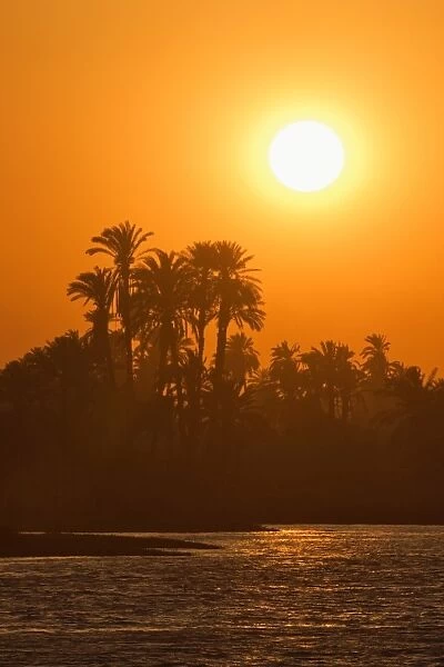 Sunset over palm trees on the banks of the River Nile, Egypt, North Africa, Africa