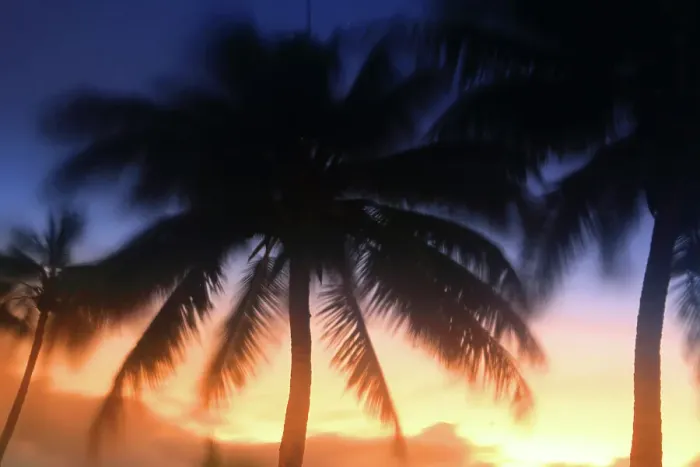Framed Print : Sunset and palm trees, Edgewater Resort, Rarotonga, Cook Islands, South Pacific, Pacific Framed Print : Sunset and palm trees, Edgewater Resort, Rarotonga, Cook Islands, South Pacific, Pacific