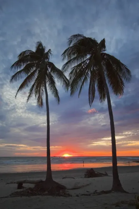 Framed Print : Sunset and palm trees on Playa Guiones beach, Nosara, Nicoya Peninsula Framed Print : Sunset and palm trees on Playa Guiones beach, Nosara, Nicoya Peninsula