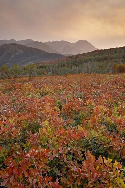 Sunset over red and orange oaks in the fall, Uinta National Forest, Utah