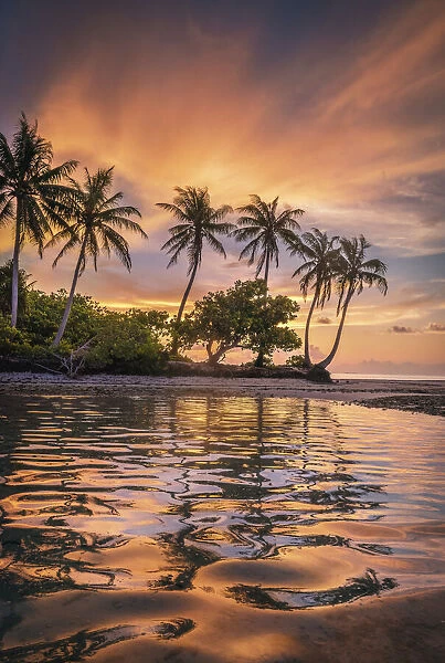 Sunset behind a row of coconut palms as the colorful sunset reflects in the waters of