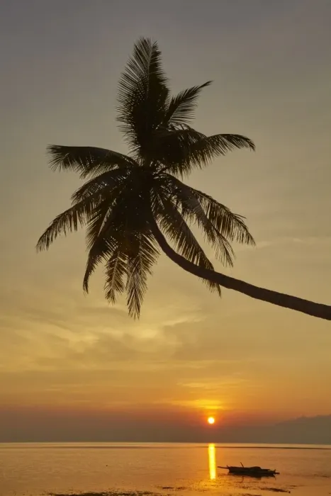 Framed Print : A sunset silhouette of a coconut palm at Paliton beach, Siquijor, Philippines, Southeast Asia Framed Print : A sunset silhouette of a coconut palm at Paliton beach, Siquijor, Philippines, Southeast Asia