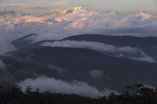 Sunset on snowy Kangchendzonga with tree covered hills in foreground