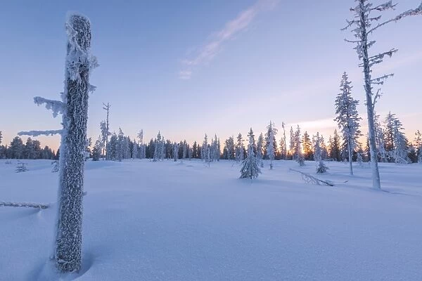 Sunset on trees covered with ice in the boreal forest (Taiga), Kiruna, Norrbotten County