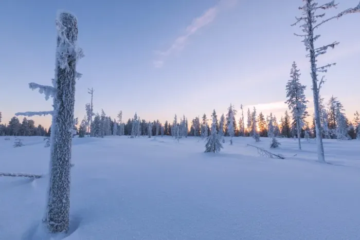 Framed Print : Sunset on trees covered with ice in the boreal forest (Taiga), Kiruna, Norrbotten County Framed Print : Sunset on trees covered with ice in the boreal forest (Taiga), Kiruna, Norrbotten County