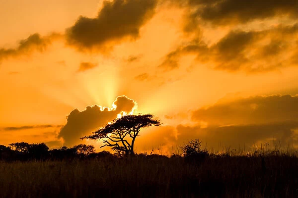 Sunset, Zululand, South Africa, Africa