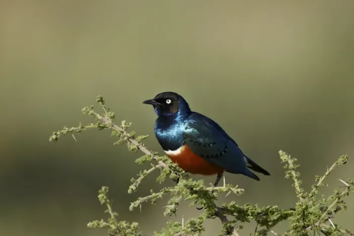 Framed Print : Superb starling (Lamprotornis superbus), Serengeti National Park, Tanzania, East Africa, Africa Framed Print : Superb starling (Lamprotornis superbus), Serengeti National Park, Tanzania, East Africa, Africa