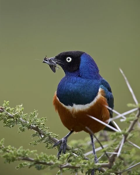 Superb starling (Lamprotornis superbus) with an insect, Ngorongoro Conservation Area