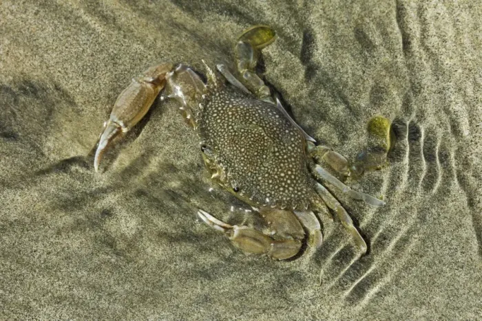 Framed Print : Superbly camouflaged crab on Playa Guiones beach, Nosara, Nicoya Peninsula, Guanacaste Province, Costa Rica, Central America Framed Print : Superbly camouflaged crab on Playa Guiones beach, Nosara, Nicoya Peninsula, Guanacaste Province, Costa Rica, Central America