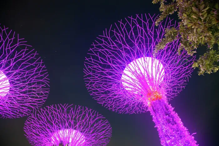 Framed Print : Supertrees illuminated for light show in Gardens by the Bay, Singapore Framed Print : Supertrees illuminated for light show in Gardens by the Bay, Singapore