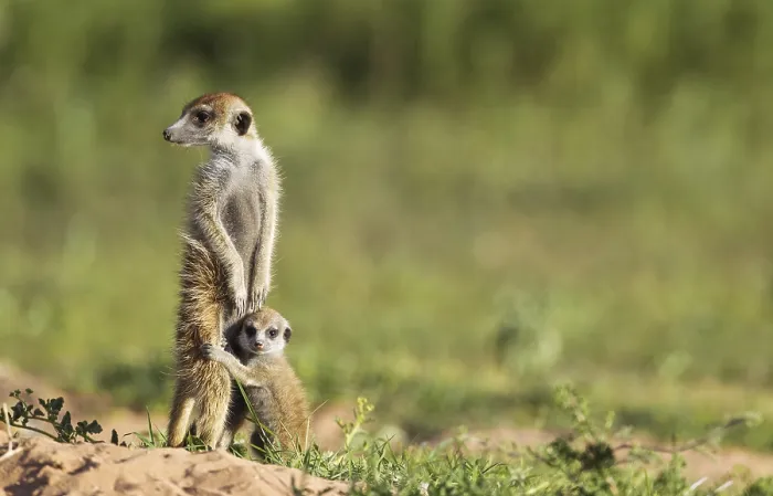 Framed Print : Suricate (Suricata suricatta), adult with young on the lookout, during the rainy season in green surroundings, Kalahari Desert, Kgalagadi Transfrontier Park, South Africa Framed Print : Suricate (Suricata suricatta), adult with young on the lookout, during the rainy season in green surroundings, Kalahari Desert, Kgalagadi Transfrontier Park, South Africa