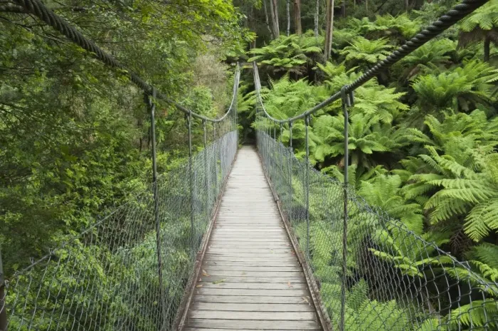Framed Print : Suspension bridge and rainforest, Tarra Bulga National Park, Victoria, Australia, Pacific Framed Print : Suspension bridge and rainforest, Tarra Bulga National Park, Victoria, Australia, Pacific