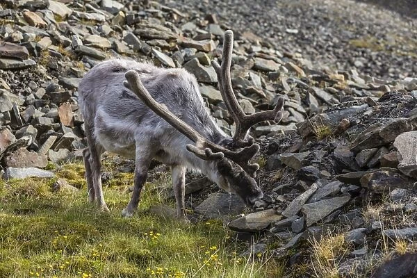 Svalbard reindeer (Rangifer tarandus platyrhynchus) buck in velvet, Spitsbergen, Svalbard Archipelago, Norway, Scandinavia, Europe