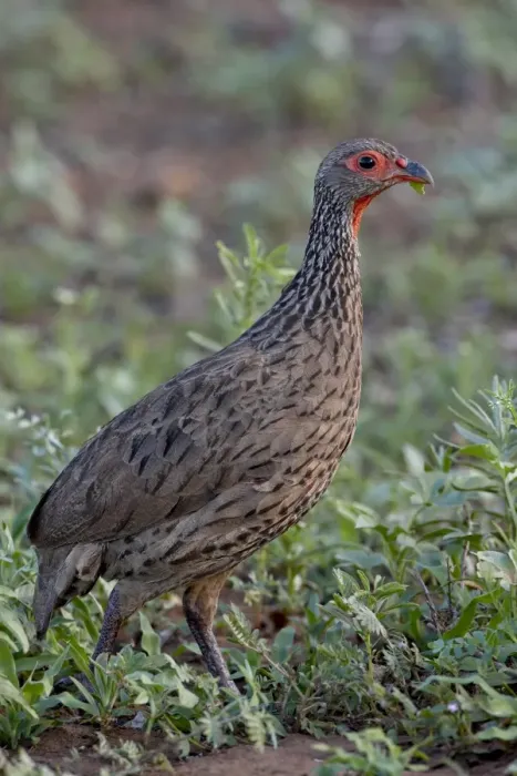 Framed Print : Swainsons Francolin (Spurfowl) (Pternistes swainsonii), Kruger National Park Framed Print : Swainsons Francolin (Spurfowl) (Pternistes swainsonii), Kruger National Park