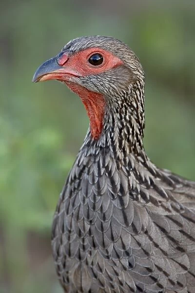Swainsons francolin (Swainsons spurfowl) (Pternistes swainsonii)
