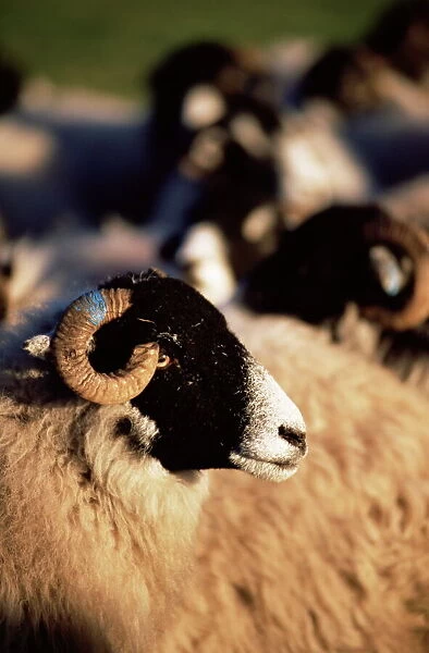 Swaledale sheep, Croglin, Pennines, Cumbria, England, Uninted Kingdom, Europe