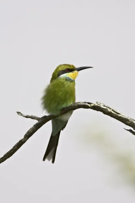Framed Print : Swallow-tailed bee-eater (Merops hirundineus), Kgalagadi Transfrontier Park Framed Print : Swallow-tailed bee-eater (Merops hirundineus), Kgalagadi Transfrontier Park