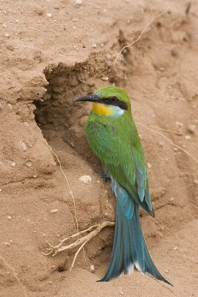 Swallow-tailed bee-eater (Merops hirundineus), at nest hole, Kgalagadi Transfrontier Park