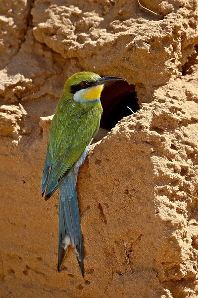 Swallow-tailed bee-eater (Merops hirundineus), Kgalagadi Transfrontier Park, South Africa