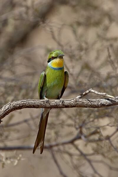 Swallow-tailed bee-eater (Merops hirundineus), Kgalagadi Transfrontier Park