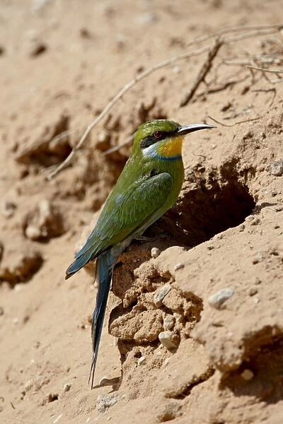 Swallow-tailed bee-eater (Merops hirundineus) at its nest opening, Kgalagadi Transfrontier Park
