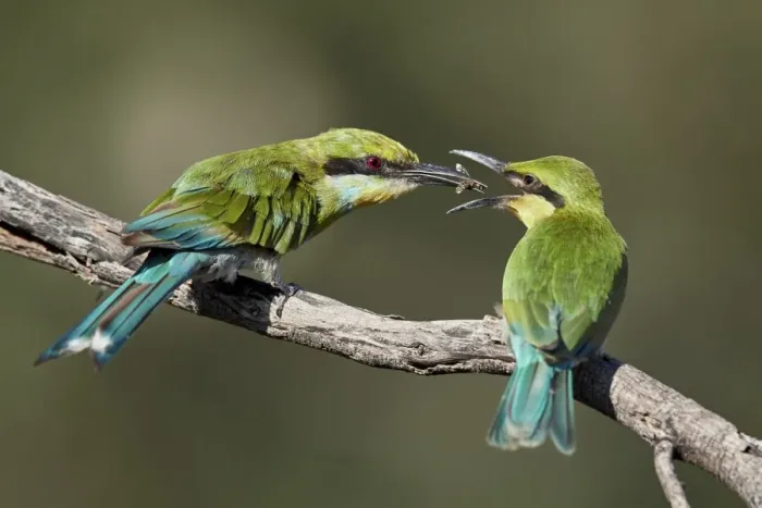 Framed Print : Swallow-tailed bee-eater (Merops hirundineus) adult feeding young, Kgalagadi Transfrontier Park Framed Print : Swallow-tailed bee-eater (Merops hirundineus) adult feeding young, Kgalagadi Transfrontier Park