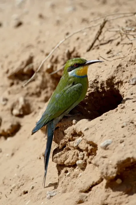 Framed Print : Swallow-tailed bee-eater (Merops hirundineus) at its nest opening, Kgalagadi Transfrontier Park Framed Print : Swallow-tailed bee-eater (Merops hirundineus) at its nest opening, Kgalagadi Transfrontier Park