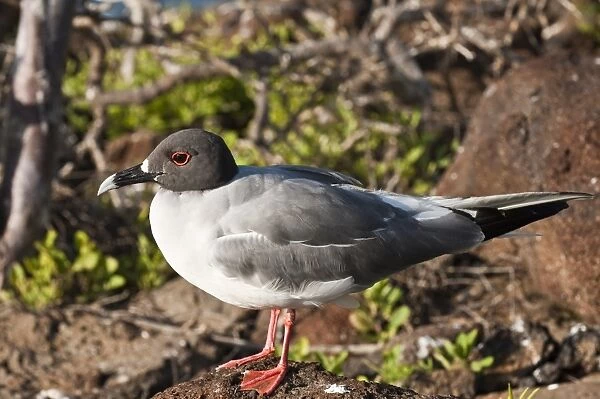 Swallow-tailed Gull (Creagrus furcatus), North Seymour Island, Galapagos Islands
