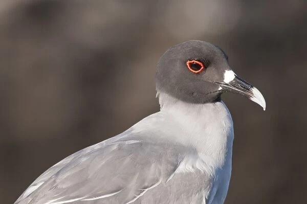 Swallow-tailed Gull (Creagrus furcatus), Islas Plaza (Plaza island), Galapagos Islands