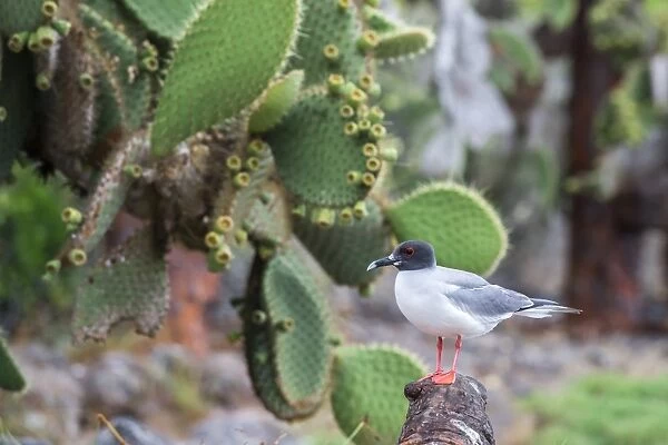 Swallow-tailed gull (Larus furcatus), South Plaza Island, Galapagos, UNESCO World Heritage Site, Ecuador, South America