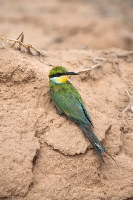 Framed Print : Swallowtailed bee-eater (Merops hirundineus), Kgalagadi Transfrontier Park, South Africa, Africa Framed Print : Swallowtailed bee-eater (Merops hirundineus), Kgalagadi Transfrontier Park, South Africa, Africa