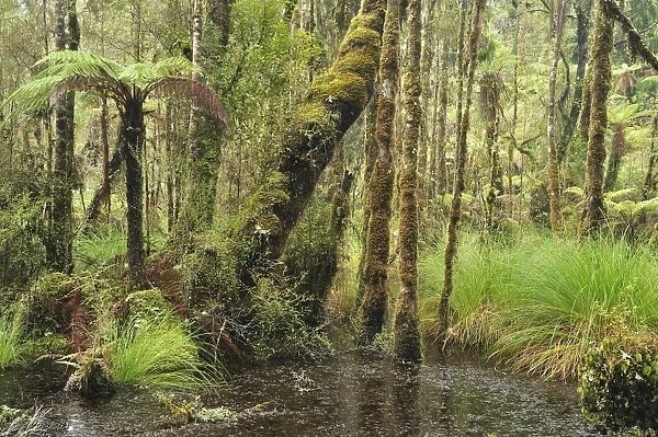 Swamp Forest, Ships Creek, West Coast, South Island, New Zealand, Pacific