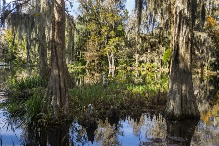 Framed Print : Swampy are in the Magnolia Plantation outside Charleston, South Carolina, United States of America
