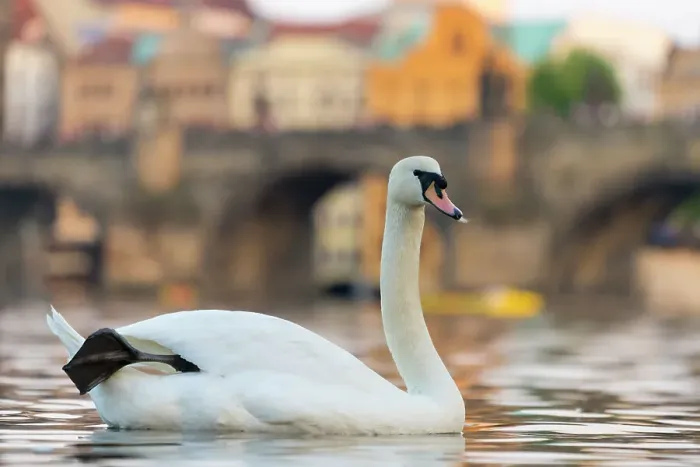 Framed Print : Swan with Charles Bridge in background, Prague, Czech Republic (Czechia), Europe