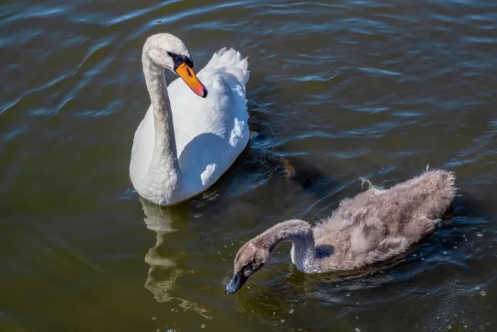 Framed Print : Swan and cygnet in Thorpness boating lake, Aldeburgh, Suffolk, United Kingdom