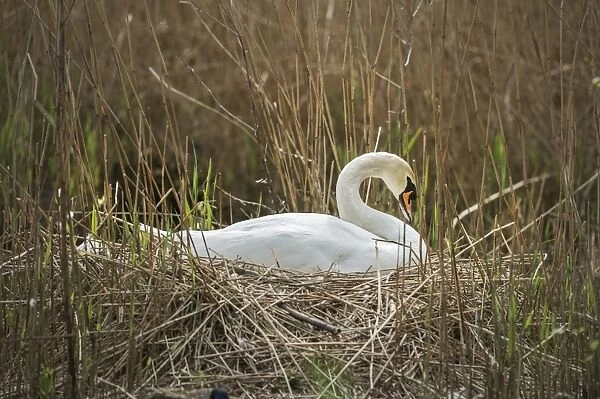 Swan (Cygnus), Gloucestershire, England, United Kingdom, Europe