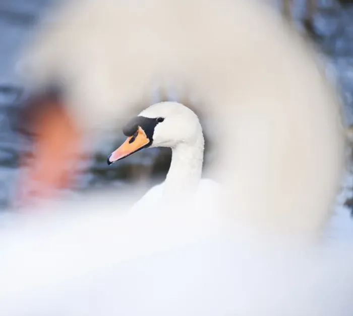 Framed Print : Swan at Llanmynech on the border of England and Wales, United Kingdom, Europe Framed Print : Swan at Llanmynech on the border of England and Wales, United Kingdom, Europe