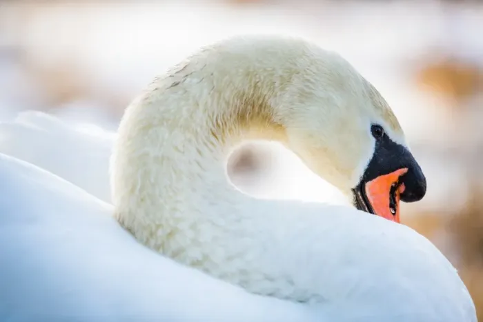 Framed Print : Swan in the morning light, United Kingdom, Europe