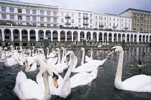 Swans in front of the Alster Arcades in the Altstadt (Old Town)