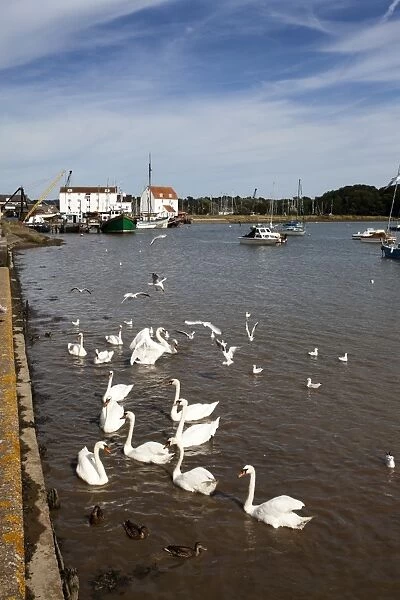 Swans and ducks on the River Deben at Woodbridge Riverside, Woodbridge, Suffolk, England, United Kingdom, Europe