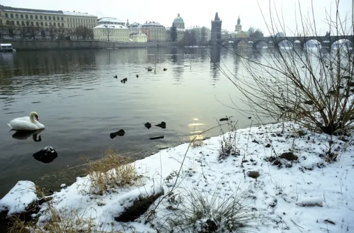 Framed Print : Swans and ducks on the Vltava River on a winter morning, the Krizovnicke Monastery Framed Print : Swans and ducks on the Vltava River on a winter morning, the Krizovnicke Monastery