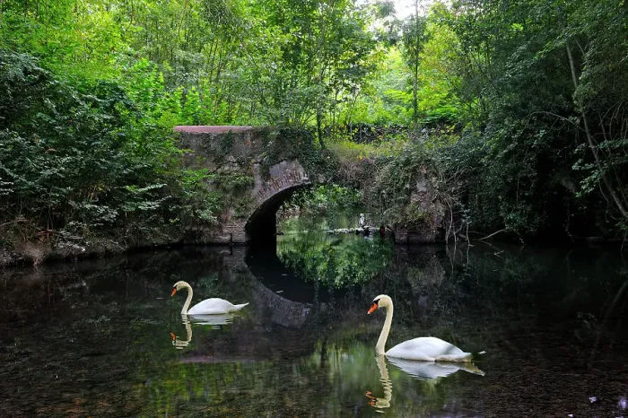Framed Print : Swans on Eure River, Eure-et-Loir department, Centre-Val de Loire region, France, Europe Framed Print : Swans on Eure River, Eure-et-Loir department, Centre-Val de Loire region, France, Europe