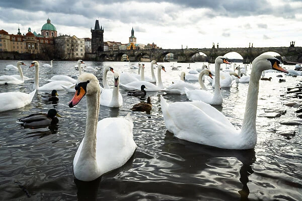 Swans gather on the banks of the Vltava river with Charles Bridge in the background